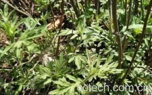 野蒿根的功效和作用 -1