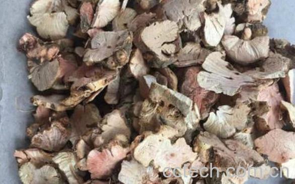 野南荞根的功效与作用-0