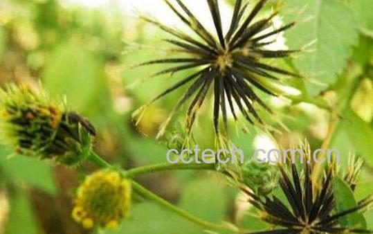 一包针的功效与作用-0