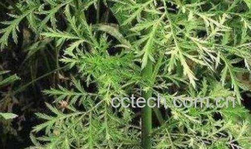 白毛蒿根的功效与作用-0