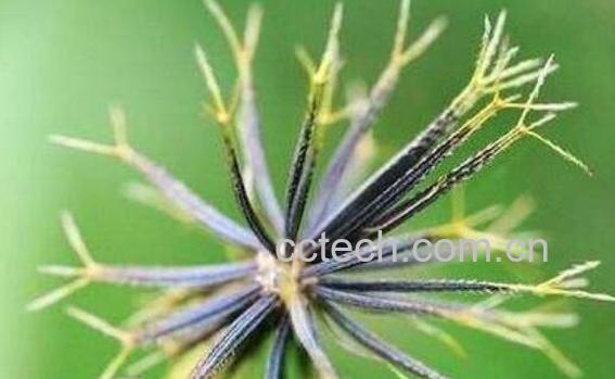 一包针的功效与作用-1