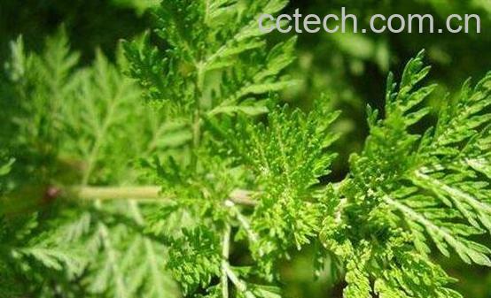 青蒿根的功效与作用-0