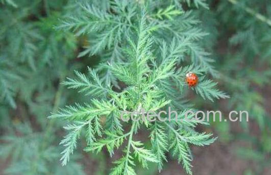 青蒿根的功效与作用-1