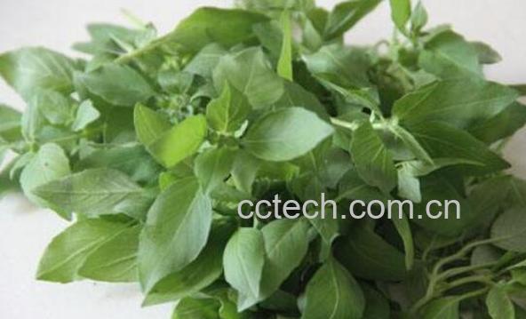 荆芥的功效与作用 荆芥的食用方法-0