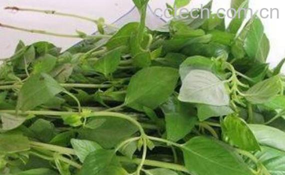 荆芥的功效与作用 荆芥的食用方法-1