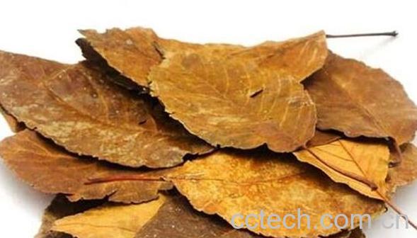 山楂叶泡水的功效与作用-0