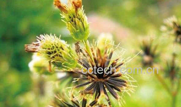 哪些人不可以吃鬼针草 鬼针草的副作用与禁忌-0