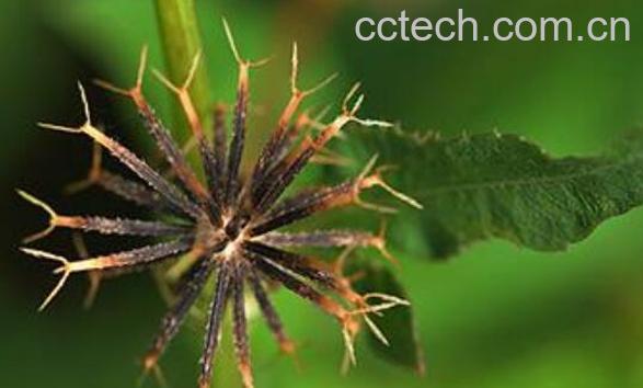 哪些人不可以吃鬼针草 鬼针草的副作用与禁忌-1