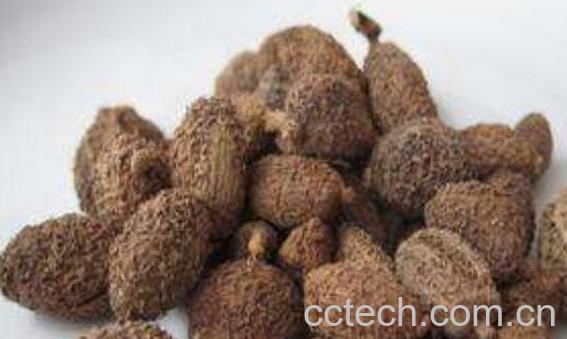 春砂仁粉的功效与作用-1