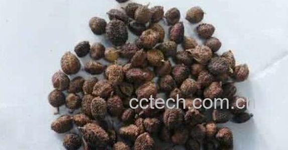 砂仁麦芽粉的功效与作用-1