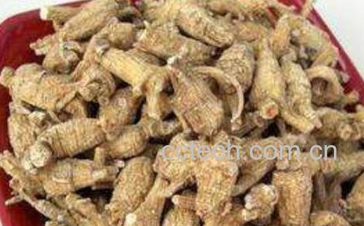 花旗参的功效与作用及禁忌-1