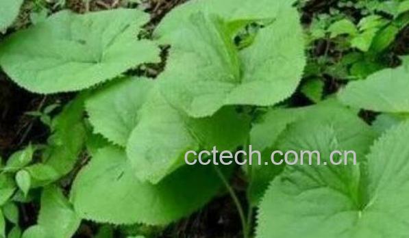 马蹄叶的功效与作用-1