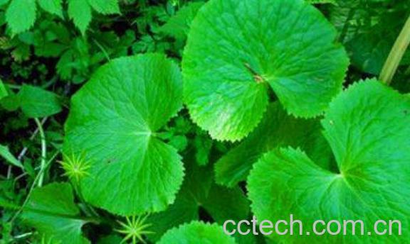 马蹄叶的功效与作用-0