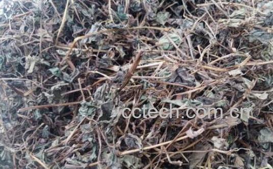 干鱼腥草怎么煮水喝 干鱼腥草煮水正确方法-0