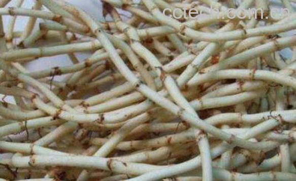 鱼腥草晒干功效与作用-0