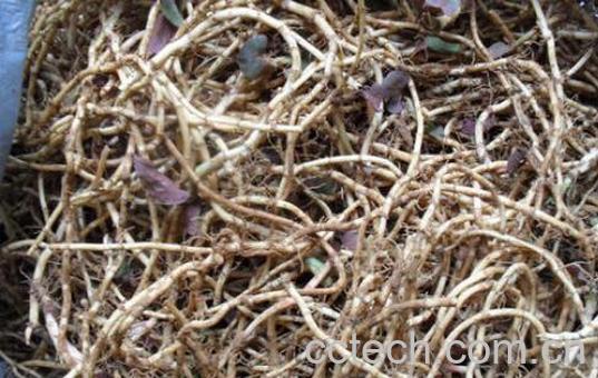 鱼腥草晒干功效与作用-1