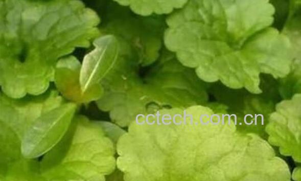 马蹄草的功效与作用-1