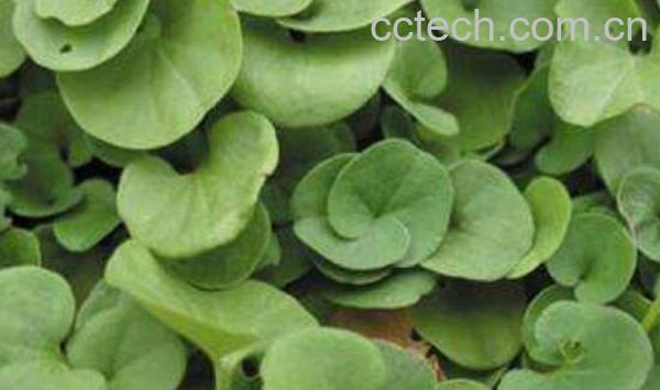 马蹄草的功效与作用-0