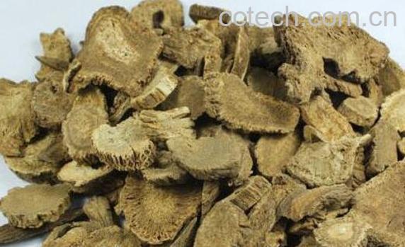 木香的功效与作用及禁忌-1