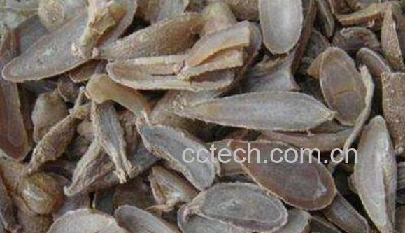 郁金的功效与作用及禁忌-1