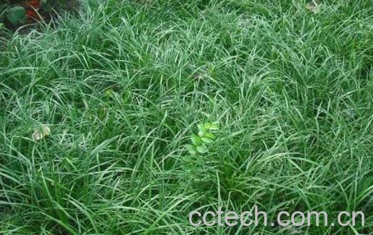 土麦冬叶对酒有什么用 土麦冬去酒苦的方法-0