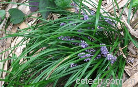 土麦冬叶对酒有什么用 土麦冬去酒苦的方法-1