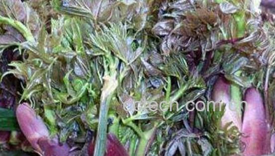 刺脑包根的功效与做法-0