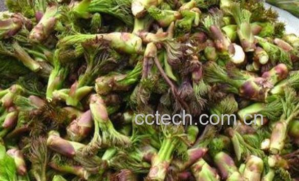 刺脑包根的功效与做法-1