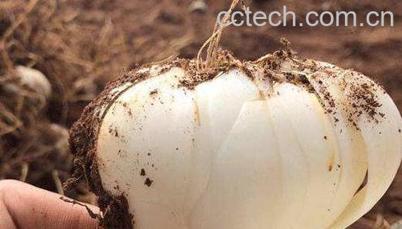 兰州百合的功效与作用 兰州百合食用方法-0