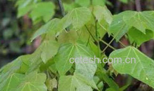 红线麻的功效与作用 红线麻的药用价值-0