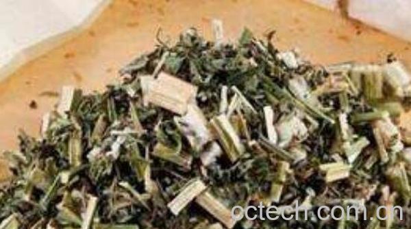 益母草的功效与作用 益母草的食用方法-0