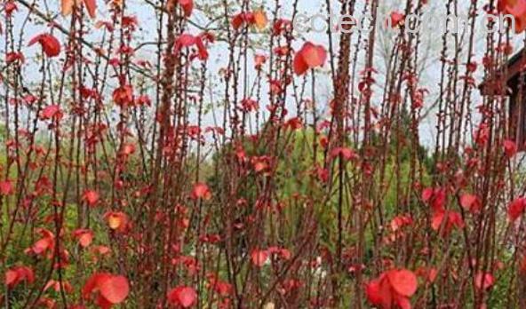 红桐麻的功效与作用-0