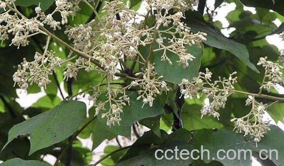 红桐麻的功效与作用-1