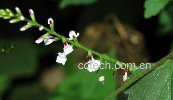 苒苒草的功效与作用 苒苒草的副作用-1