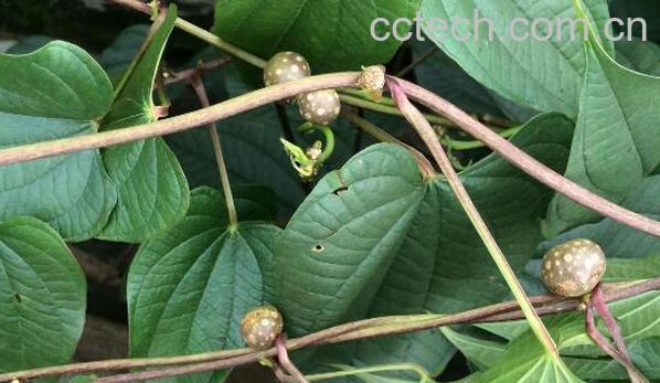 黄独叶子的功效与作用-0