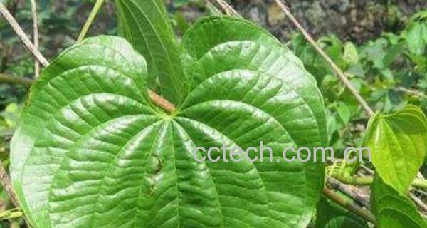 黄独叶子的功效与作用-1