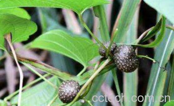 黄独的功效与作用及药用价值-0