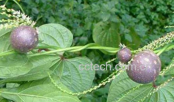 黄独的功效与作用及药用价值-1