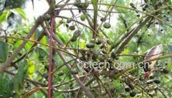 中药漆子的功效与作用 漆子的药用价值-0