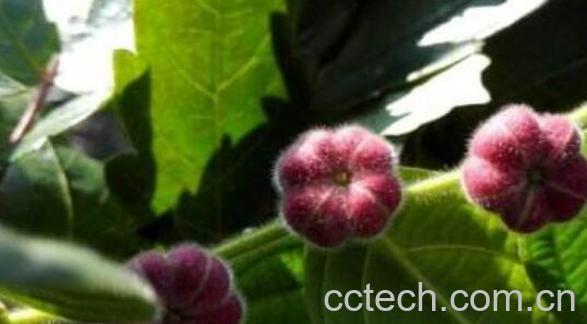 中药漆子的功效与作用 漆子的药用价值-1