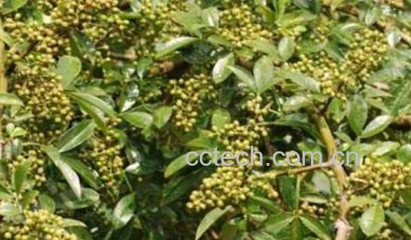 野花椒根的功效与作用及药用价值-0