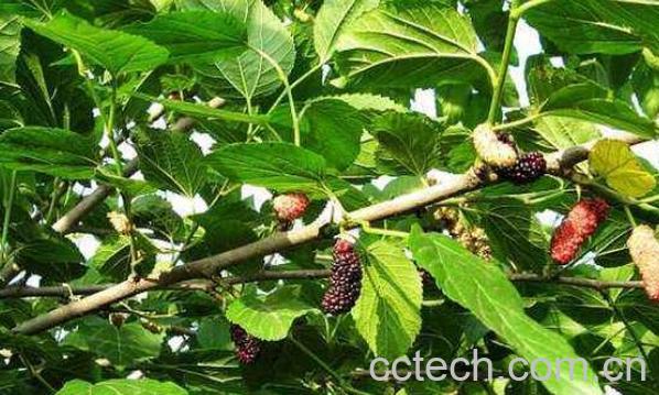 桑梗的功效与作用 桑梗的禁忌-0