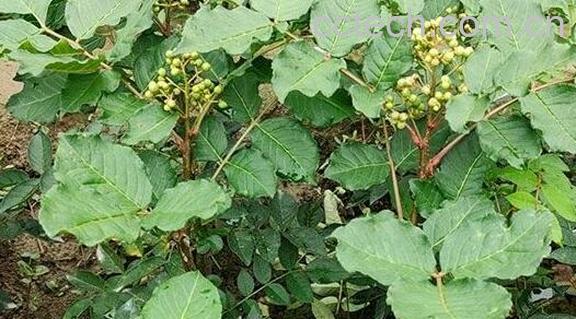 野花椒根的功效与作用及药用价值-1