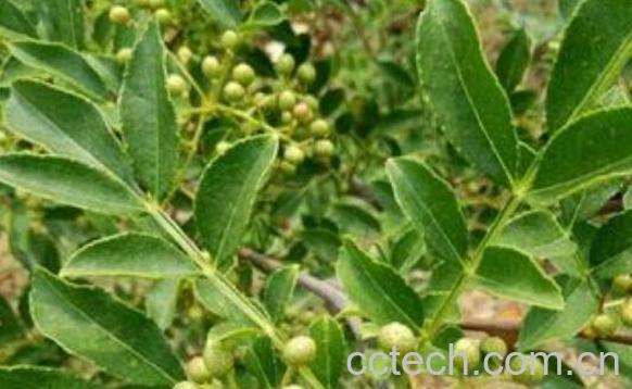 干花椒叶的功效与作用-0