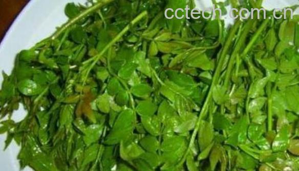 干花椒叶的功效与作用-1