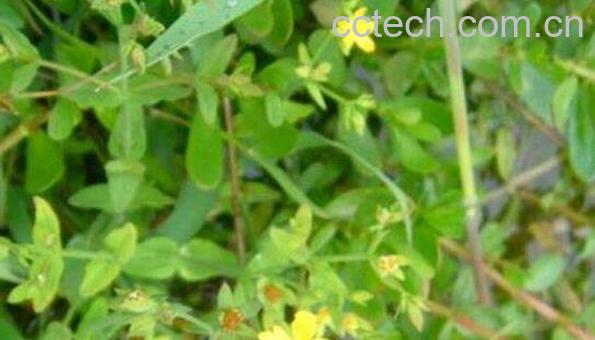 田基黄的功效与作用及药用价值-0