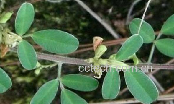 铁马鞭的功效与作用 铁马鞭的副作用-0