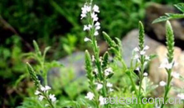 铁马鞭的功效与作用 铁马鞭的副作用-1