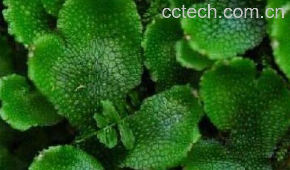 蛇地钱的功效与作用 蛇地钱的禁忌-0