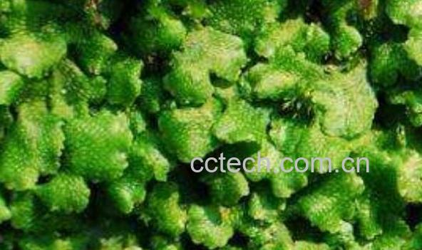 蛇地钱的功效与作用 蛇地钱的禁忌-1